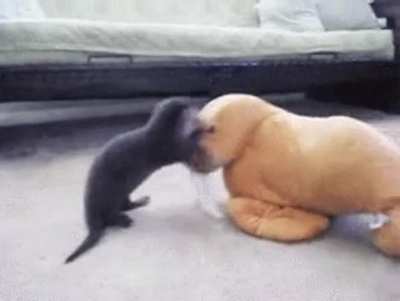 Every single time I post otter y&rsquo;all go crazy