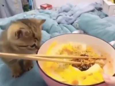 angry kitten after failed attempt to steal the food