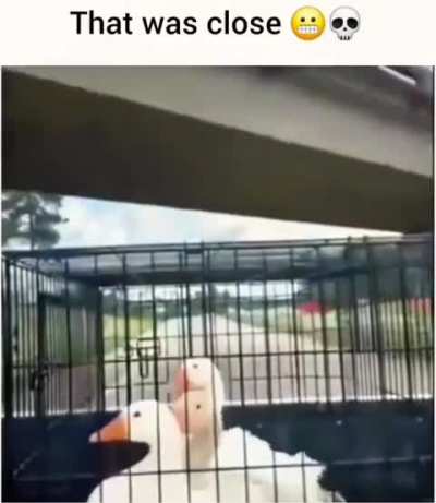 Que perigo
