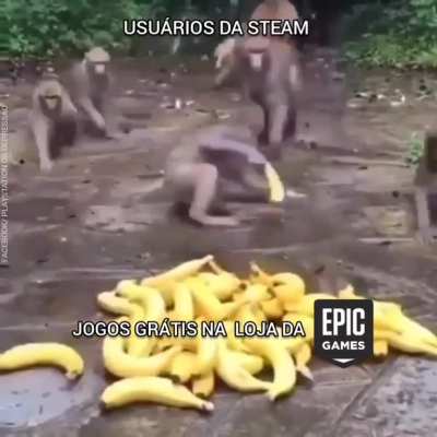 macaco facts