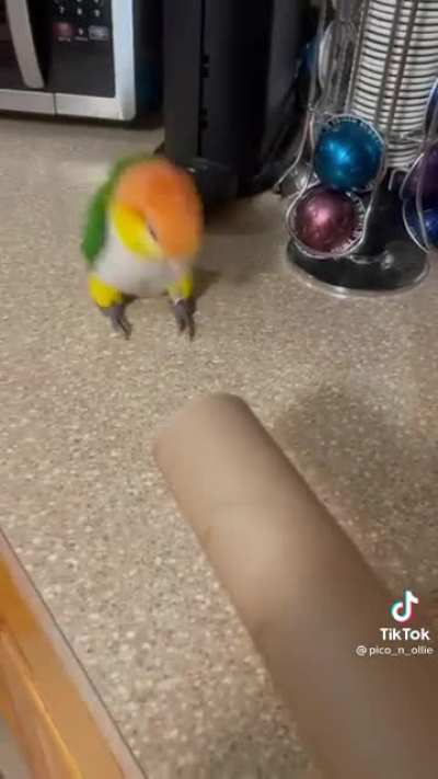 Spreading Birb Love: Day 29