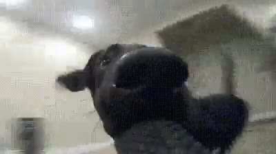 Chasing a dog zooming with a gopro in its mouth..
