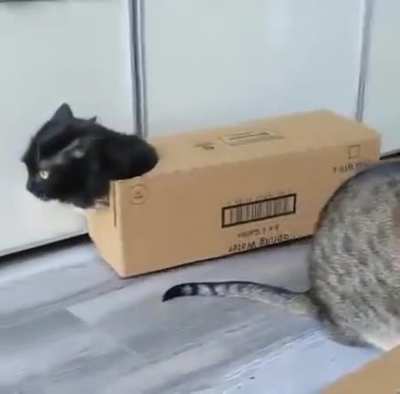 100 meowspower