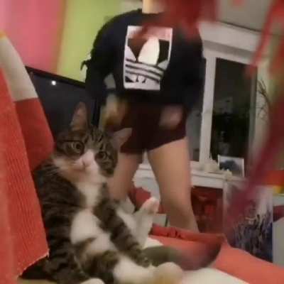 Cat:.."I'M DONE WITH HUMANS"
