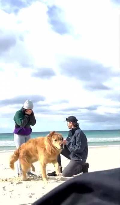 Dog says yes to marriage proposal