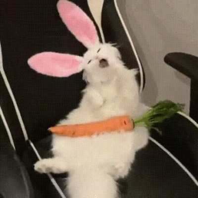 koto- rabbit