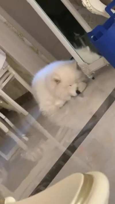 A self booping dog.