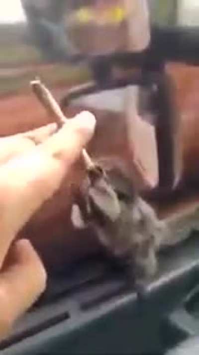 muquinha maconheiro