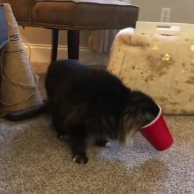 Does this count? @MollyTheKittyMeow