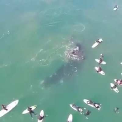 Southern right whale at Manly