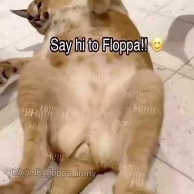 Hi Floppa