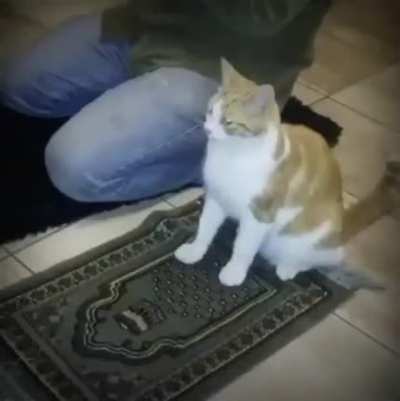 Allah 🙏