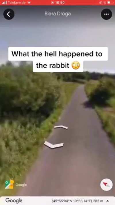 Rabbit