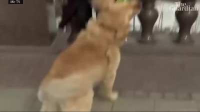 This dog has some breaking news to share&hellip;