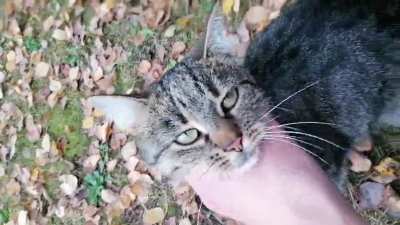 Bonked by cat