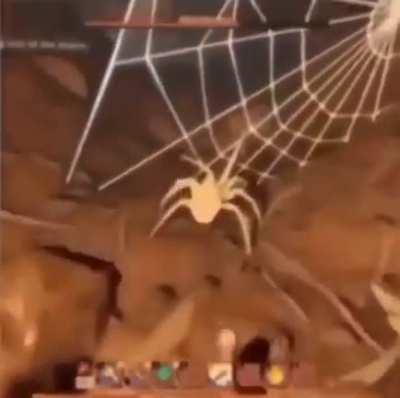 Spider