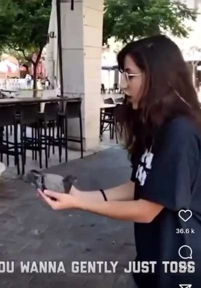 Jimmy the pigeon
