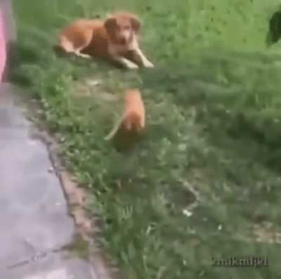 Hitman cat gets the job done