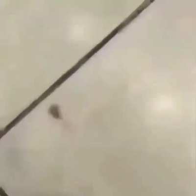 shitposting - Video #3372