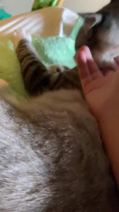 Overscritched