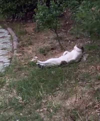 Siesta Kitler