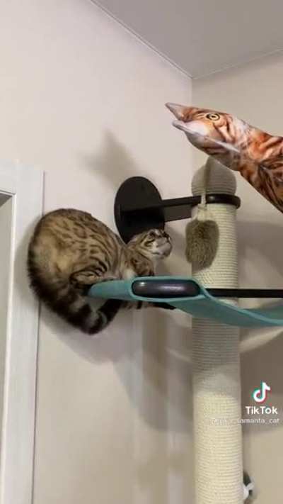 kitty!