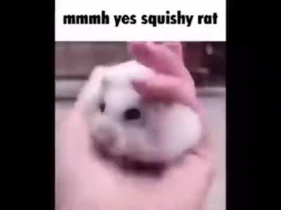 Hmmm yes squishy rat