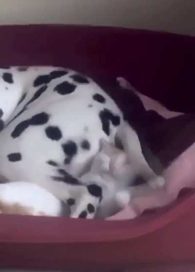 Кот и пёс