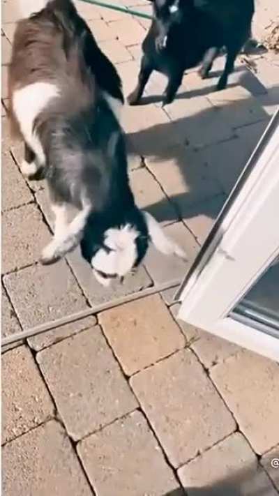 Bullie goats