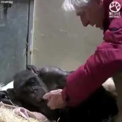 Chimpanz&eacute; reconhece um velho amigo