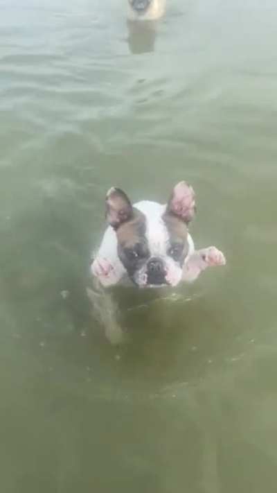 Paws Up