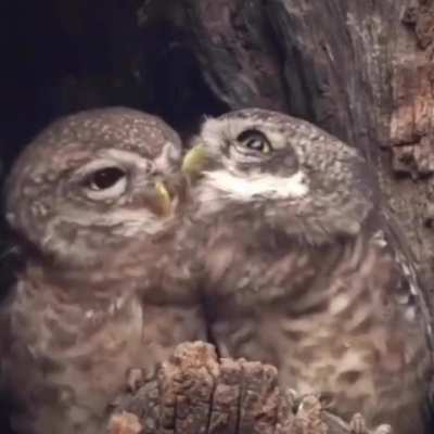 pure love