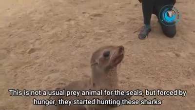 Poor seal has a shark stuck in its neck, seriously!