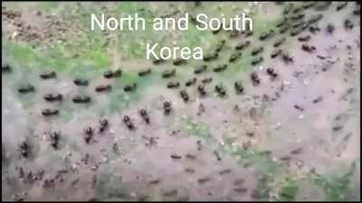 Its not racist cuz ants
