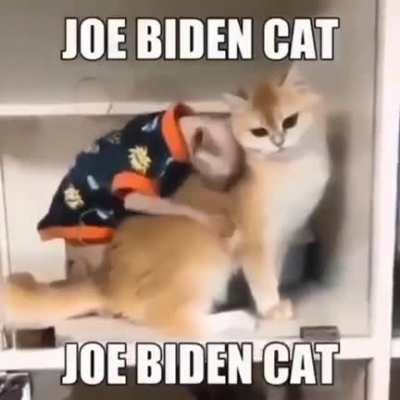 Joe Biden Cat