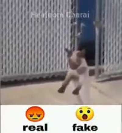 dog rule