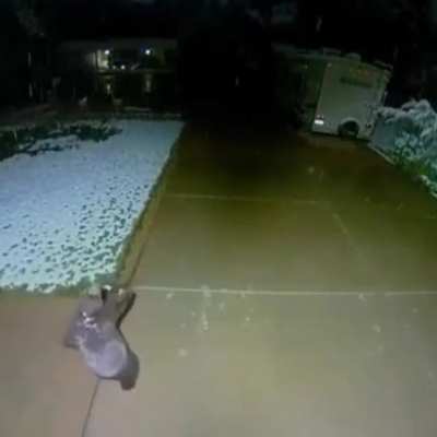 🔥 Security camera caught a bear cub trying to catch snowflakes ❄️