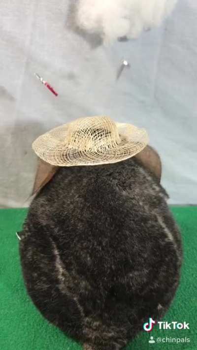 Henry thinks there should be chinchilla villagers!