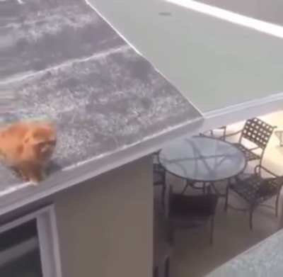 Parkour ca…never mind