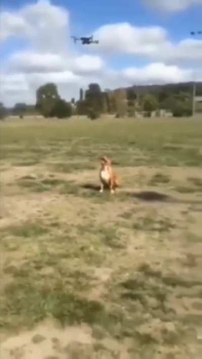 Doggo Olympics
