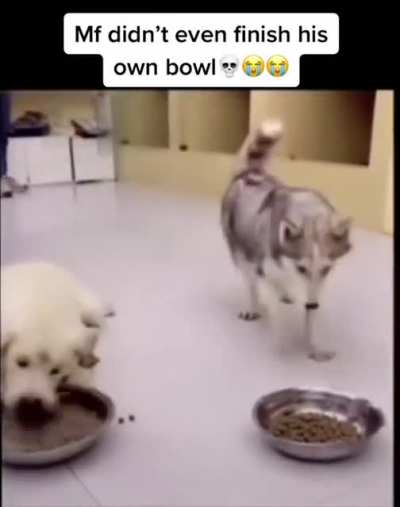 What Da Dog Doin?