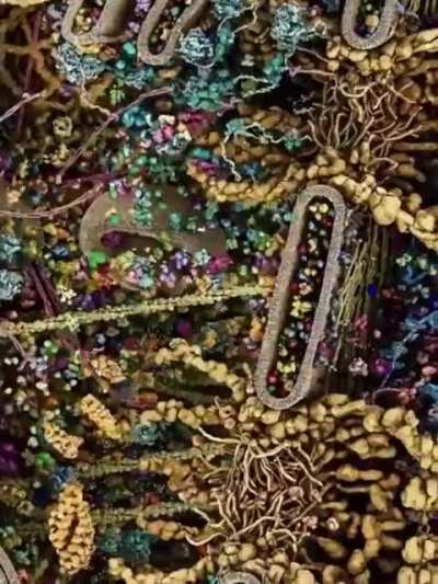 The interior of a Eukaryotic cell