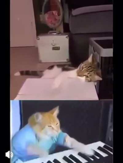 This cat really slaps.