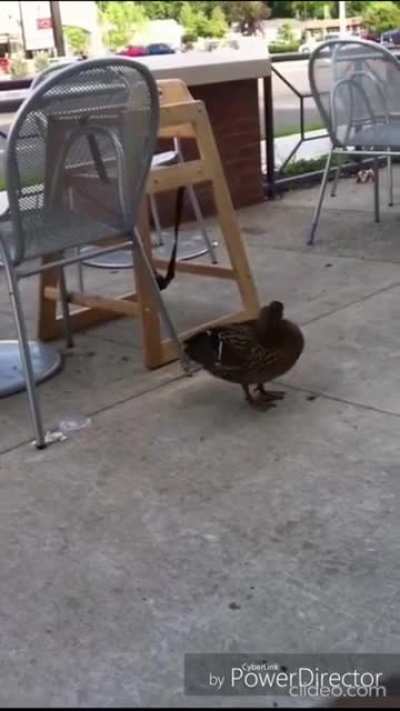 Just a duck. (LOL warning)