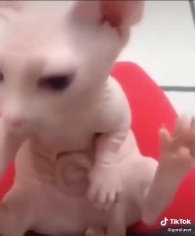 Es de tik tok, pero el gato es simplemente demasiado tierno, es parte de unusual meme as&iacute; que no se que bandera