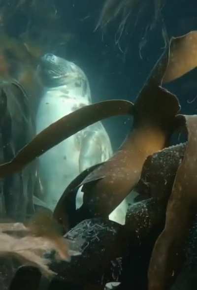 Taking a little nap underwater.