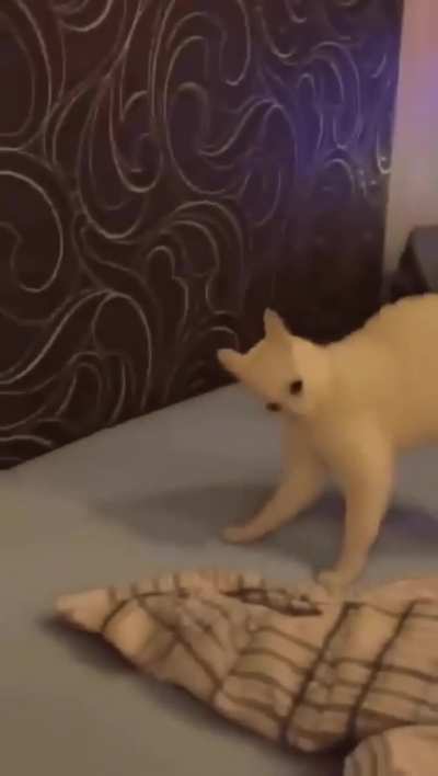 Curious wunkus