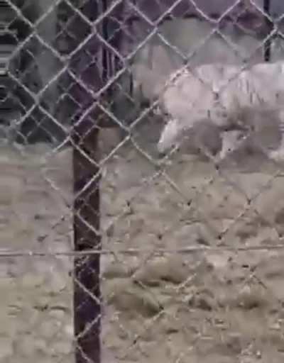 А чо вы тут