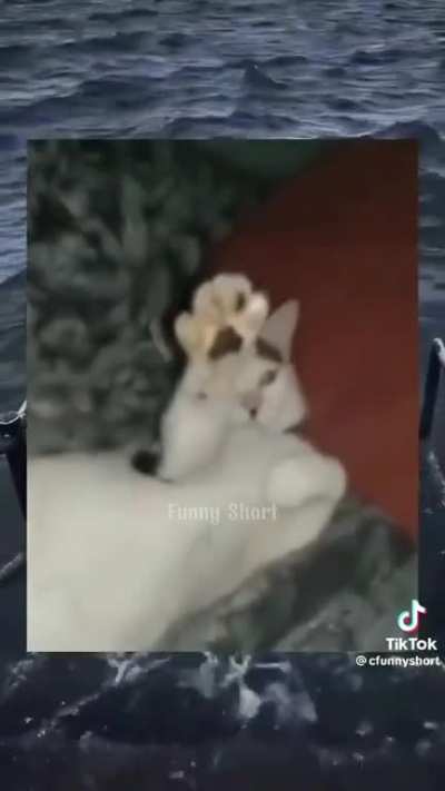 cat