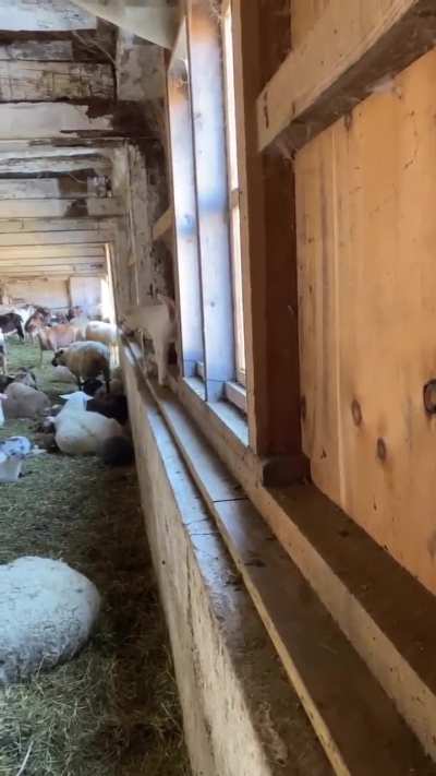 Who doesn’t love jumping on walls🐐